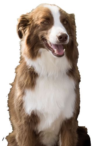 Dog - POSITION - SWi Fence